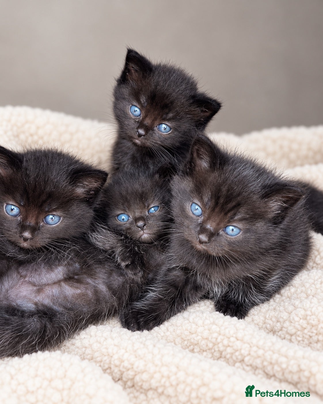 British Shorthair cats ✨ Beautiful BSH Kittens Available ✨ - Advert 1