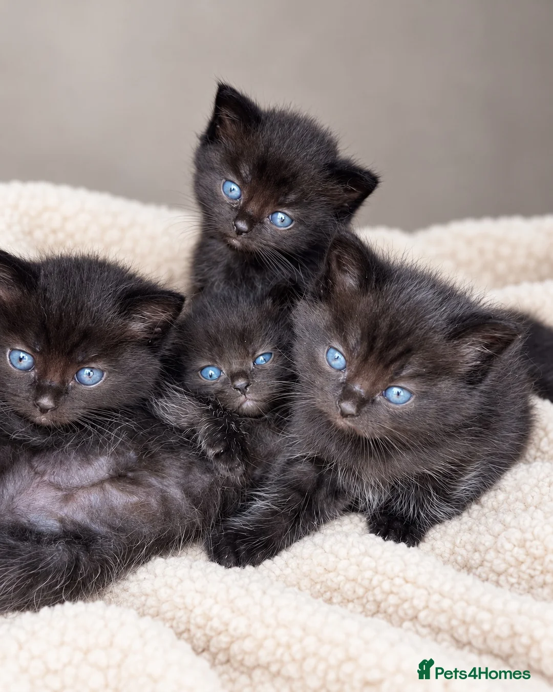 British Shorthair cats for sale: ✨ Beautiful BSH Kittens Available ✨ - Advert 1