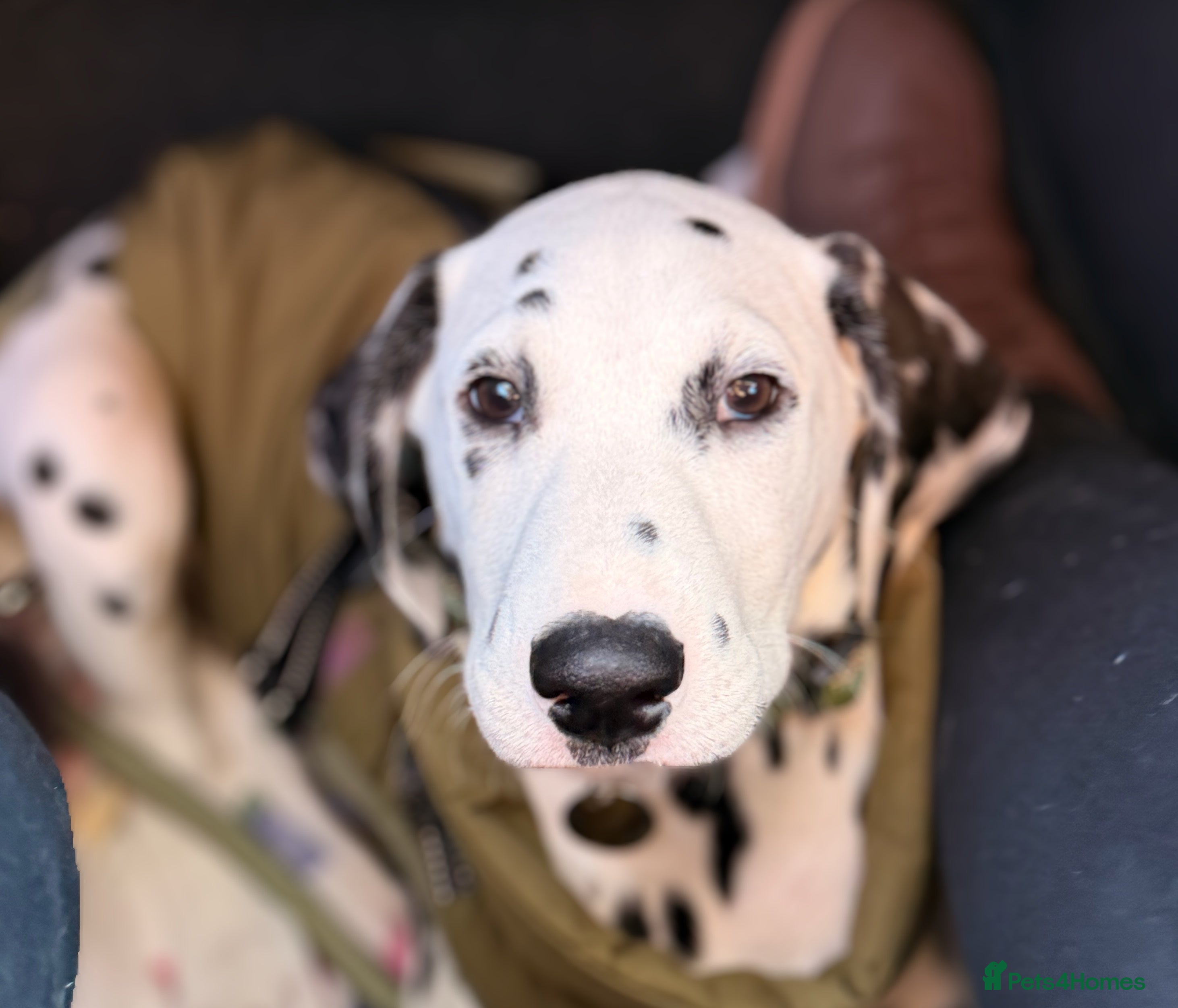 Dalmatian dogs Male KC Registered Dalmatian Puppy - Advert 5