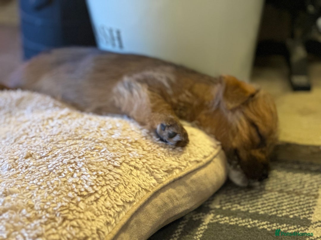 Norfolk Terrier dogs for sale: Stunning kc reg norfolk terrier boys  - Advert 8