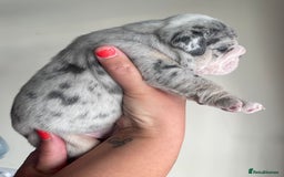 Old Tyme Bulldog dogs for sale: New English bulldogs available  - Image 13
