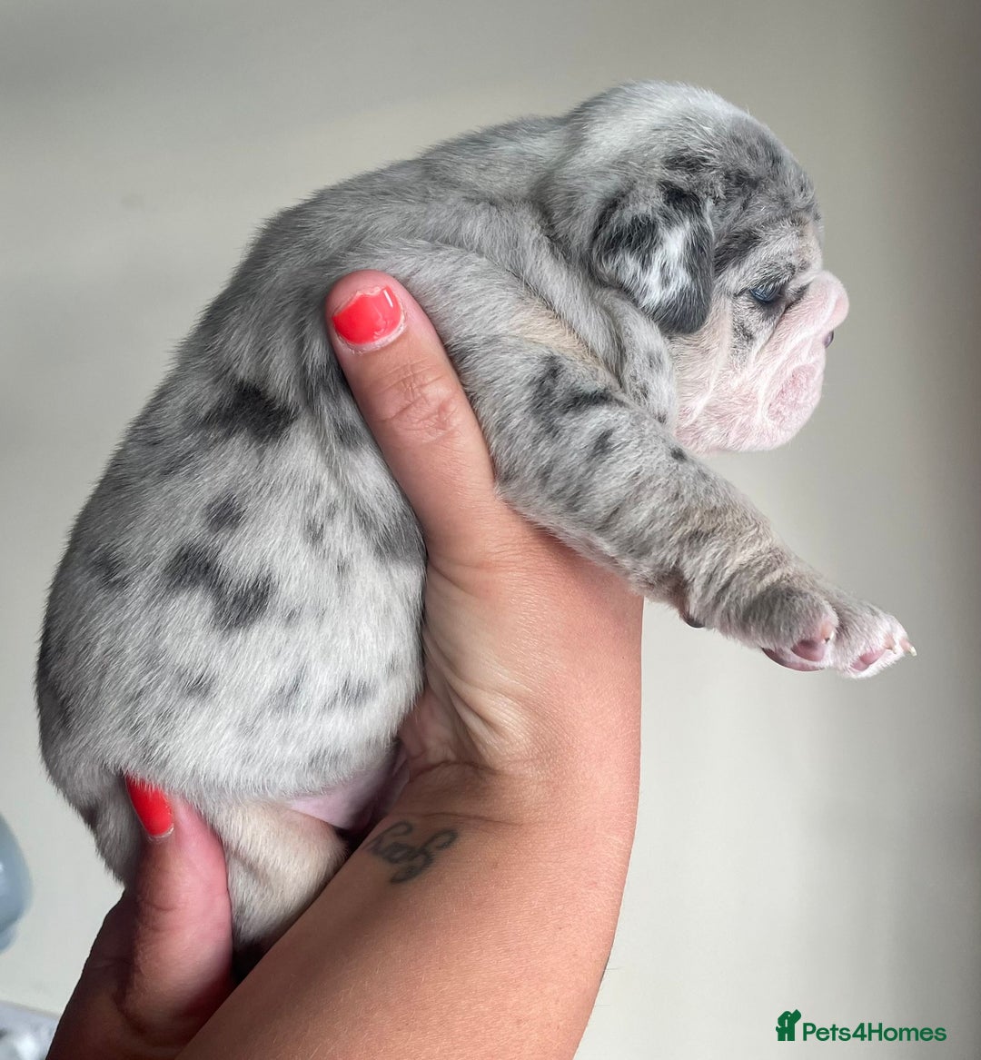 Old Tyme Bulldog dogs for sale: New English bulldogs available  - Image 13