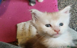 Maine Coon cats for sale: Stunning Maine Coon kittens - Image 7