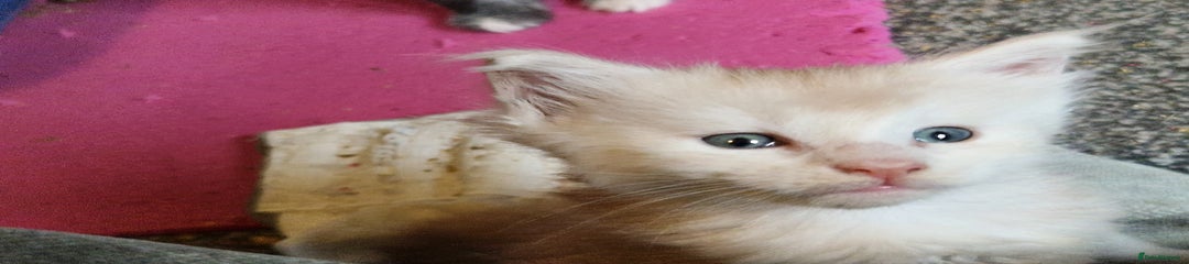 Maine Coon Kitten 2