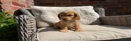 Cocker Spaniel dogs for sale: Stunning cocker pups kc reg ready now - Advert 16