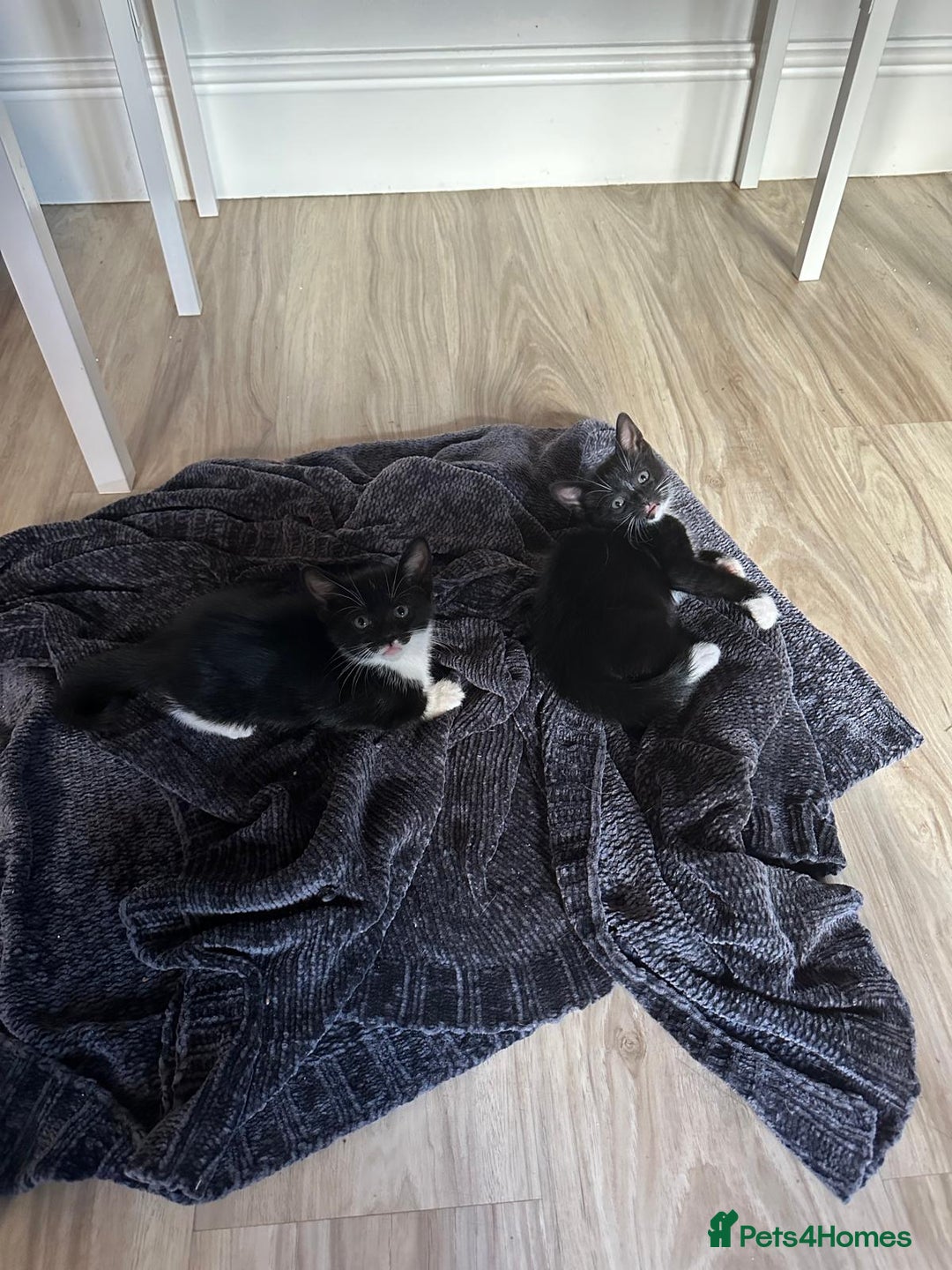 British Shorthair cats for sale: mixed tabby, black and white kittens  - Image 39