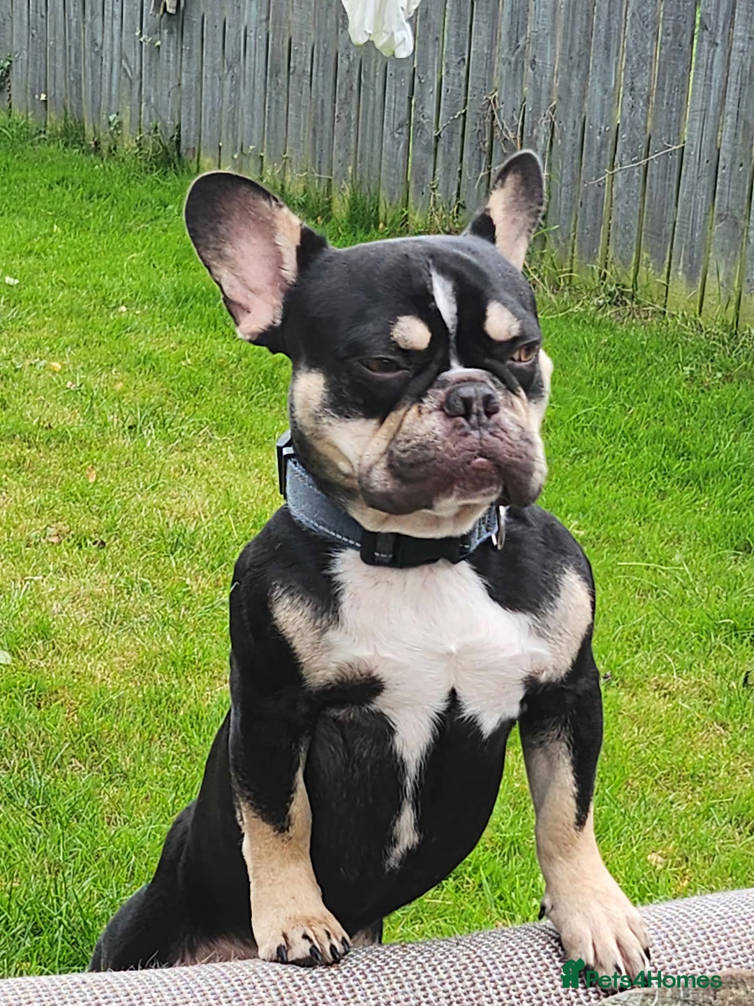 French Bulldog dogs for sale: Bruce French bulldog  - Image 2