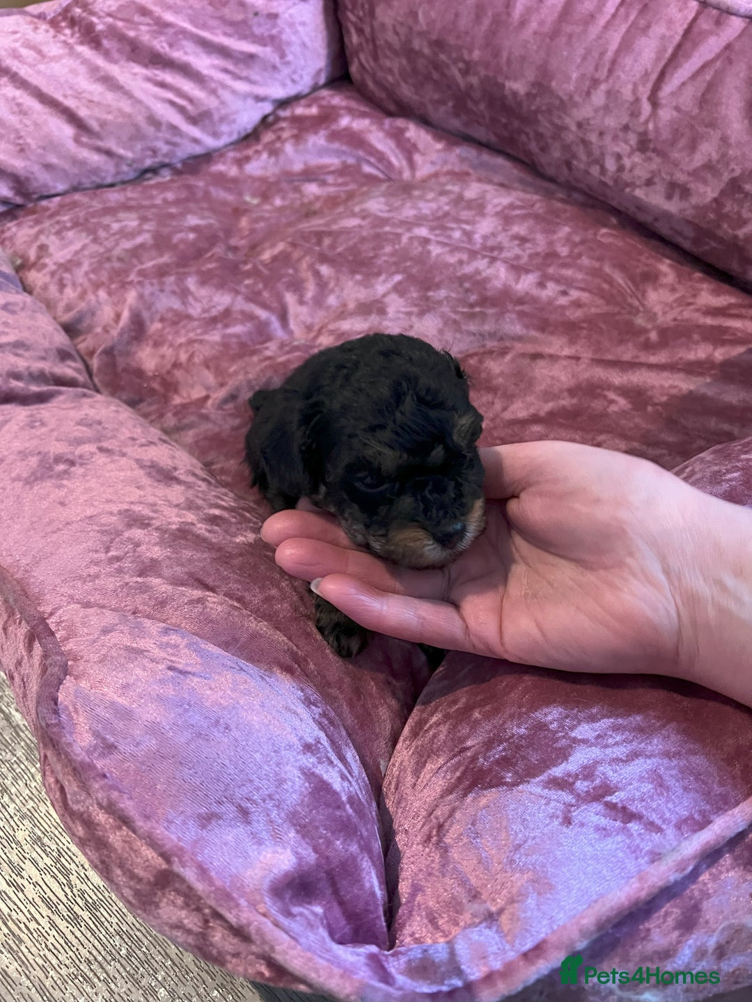 Toy Poodle dogs for sale: Gorgeous Toy Poodle Puppies - Advert 12