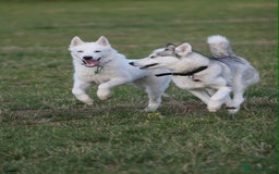 Siberian Husky dogs for sale: Friendly Siberian Husky Male - Image 4