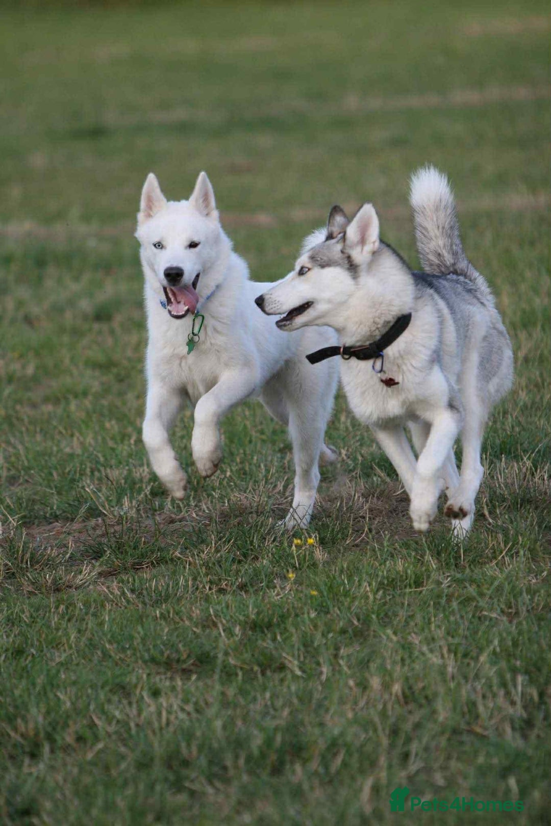 Siberian Husky dogs for sale: Friendly Siberian Husky Male - Image 4