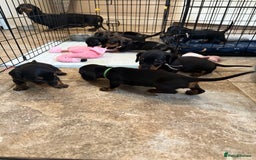 Miniature Dachshund dogs for sale: Ready Now! Smooth coat 1 boy 1 girl - Image 20