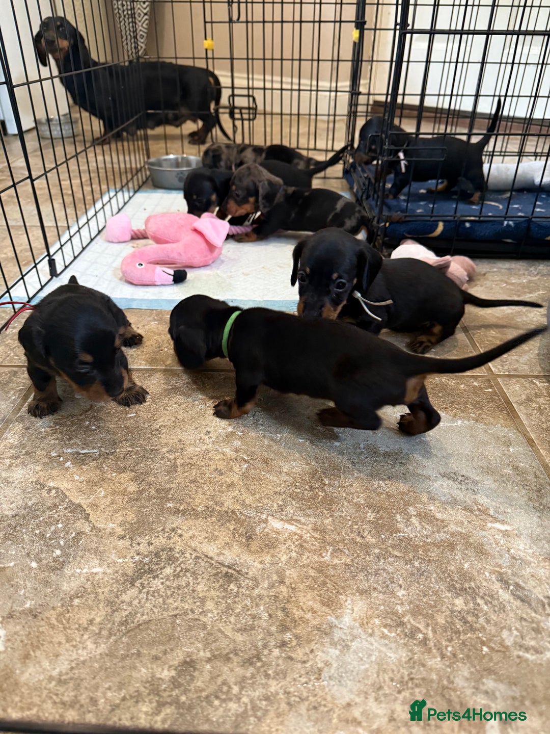 Miniature Dachshund dogs for sale: Ready Now! Smooth coat 1 boy 1 girl - Image 20