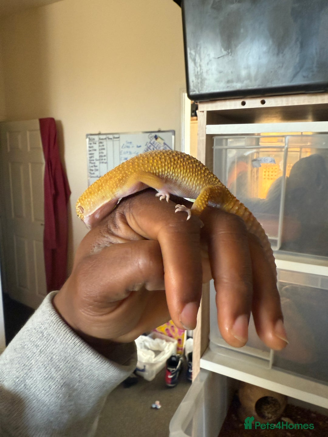 Leopard Gecko reptiles for sale: Leopard geckos for sale  - Advert 7