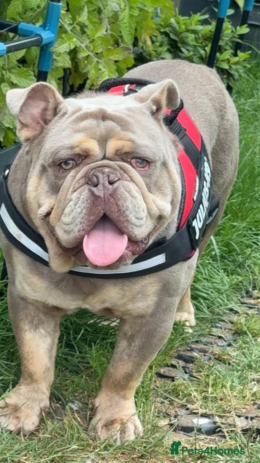 English Bulldog dogs for stud: Ready to stud  in Sutton - Advert 4