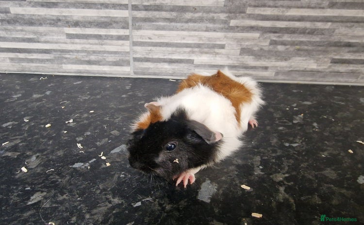 Guinea Pig rodents - Advert 5