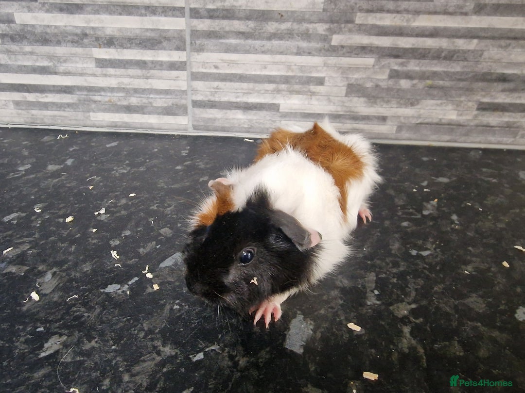 Guinea Pig rodents for sale: Female baby guinea pigs ready now - Image 1