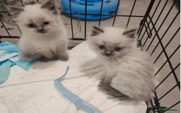 Ragdoll cats for sale: Great and happy rag doll kittens - Image 4