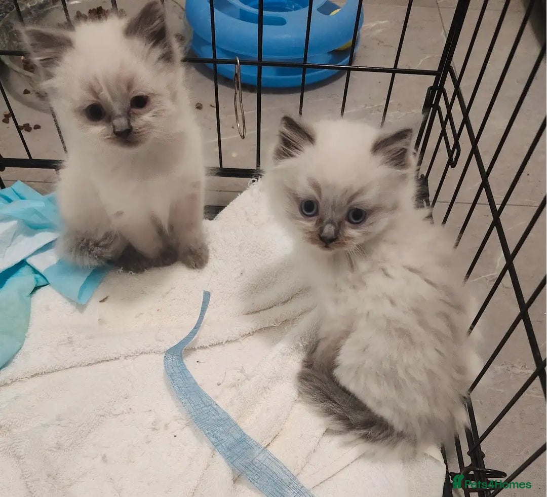 Ragdoll cats for sale: Great and happy rag doll kittens - Image 4