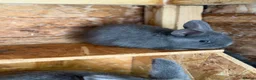 Mixed Breed rabbits for sale: Holicer Ready - Advert 6