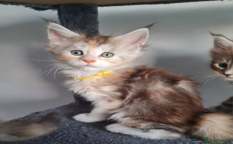 Maine Coon cats - Advert 6