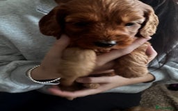 Cockapoo dogs for sale: Adorable F1B puppies born weekly pictures progress - Image 24