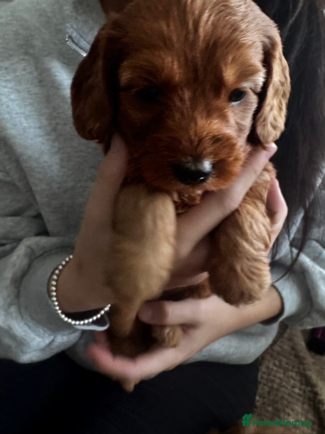 Cockapoo dogs for sale: Adorable F1B puppies born weekly pictures progress - Image 24