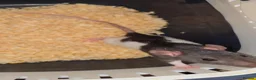 Rat rodents for sale: Gorgeous baby Rats Ready to Go Mainly Top Eared - Advert 8