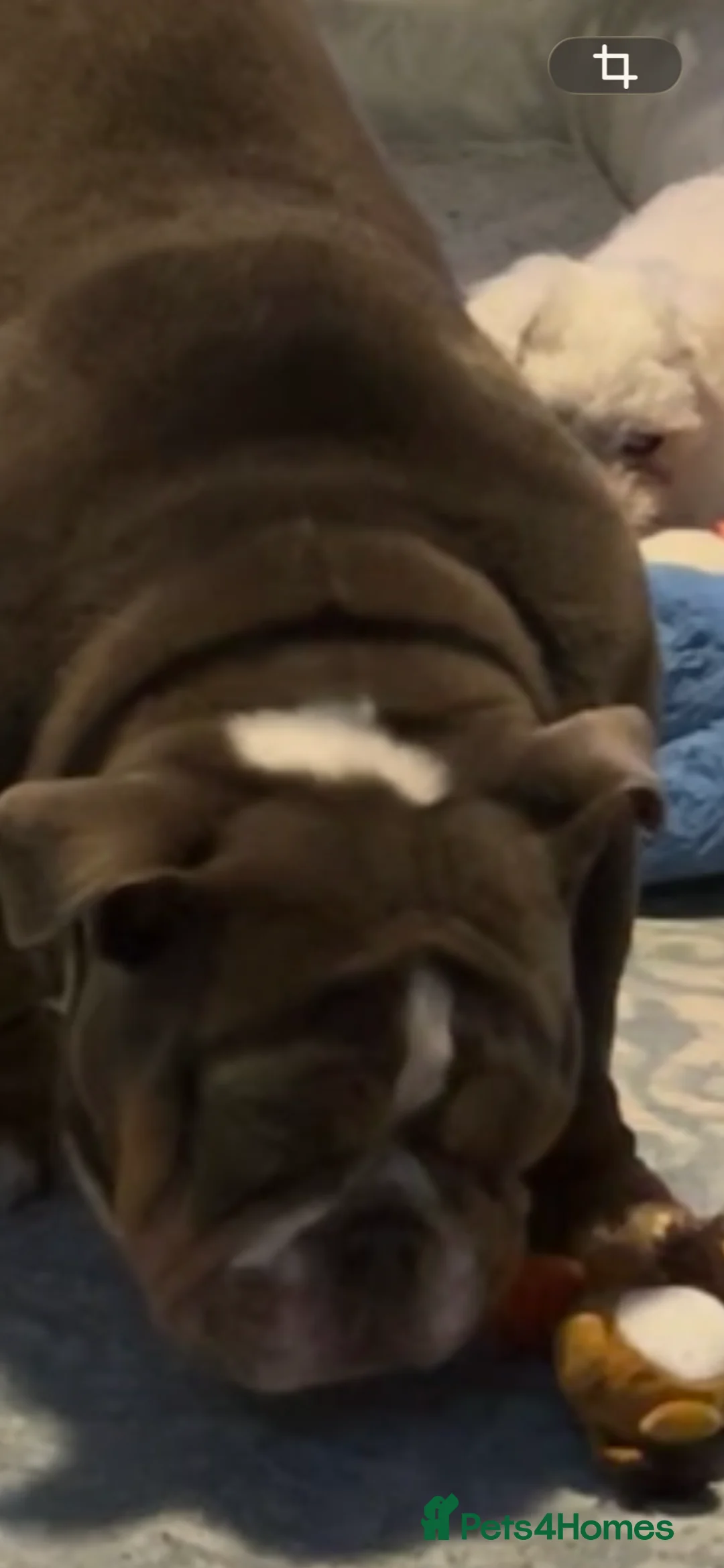 English Bulldog dogs for sale: English bulldog - Advert 4