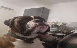 Boxer dogs for stud: KC REGISTERED BRINDLE & WHITE PROVEN STUD.   in Mexborough - Image 20