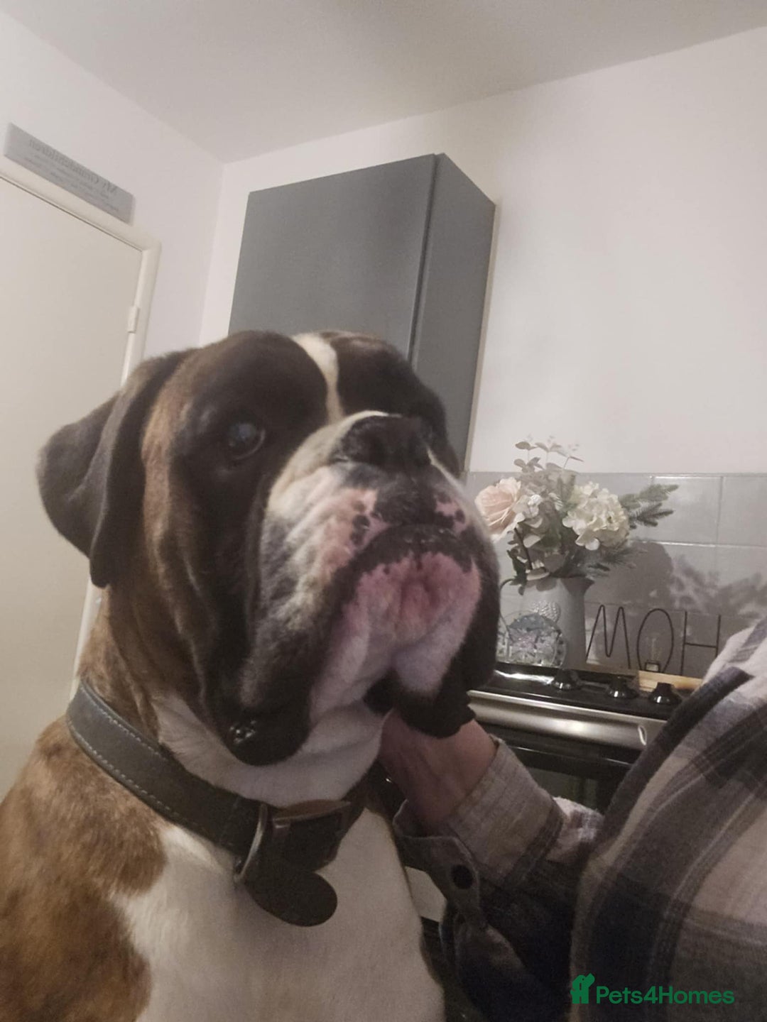 Boxer dogs for stud: KC REGISTERED BRINDLE & WHITE PROVEN STUD.   in Mexborough - Image 20