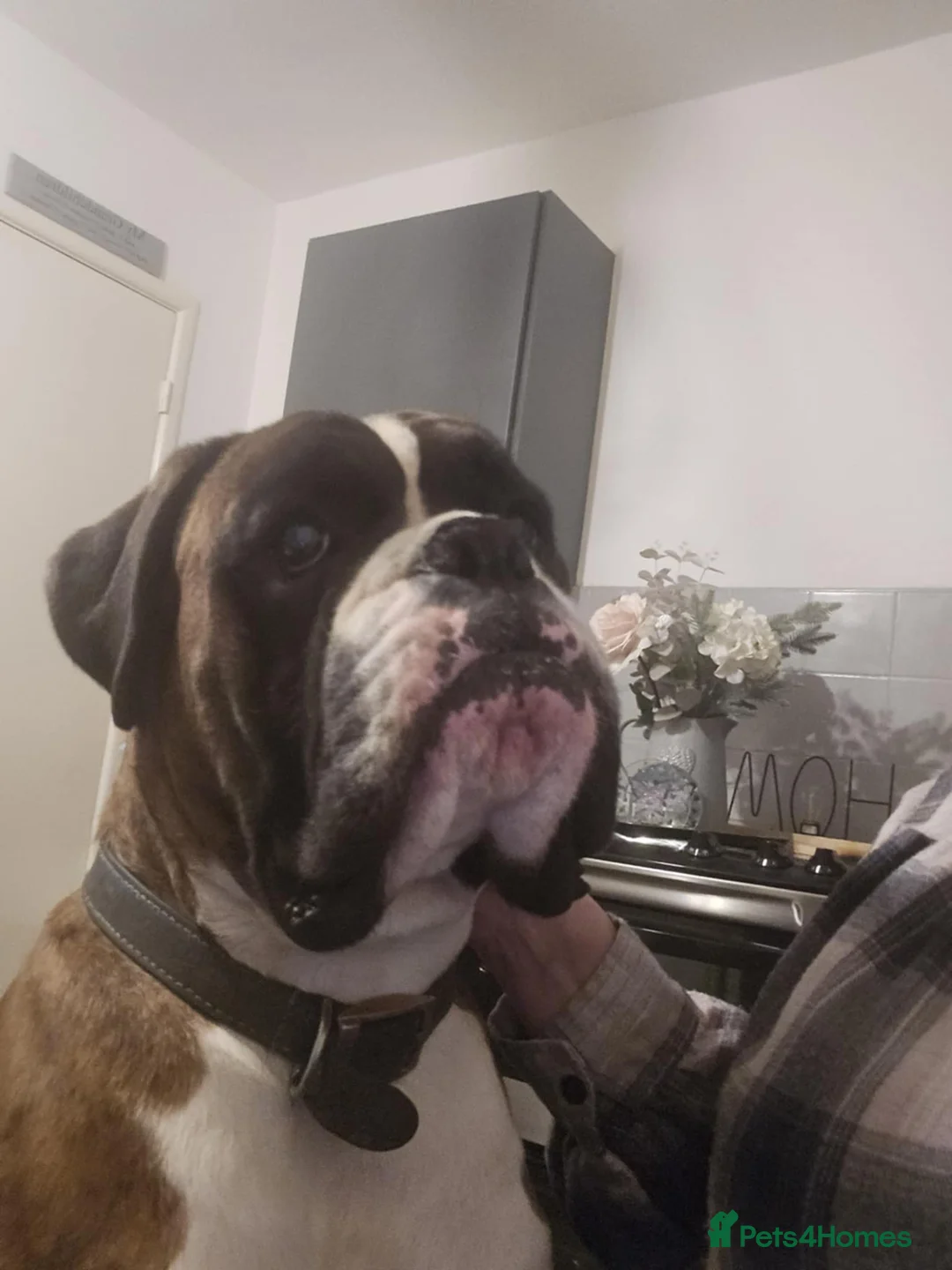 Boxer dogs for stud: KC REGISTERED BRINDLE & WHITE PROVEN STUD.   in Mexborough - Advert 20