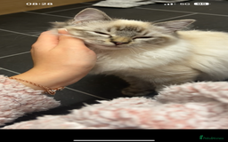 Ragdoll cats for sale: Ragdoll - Image 3
