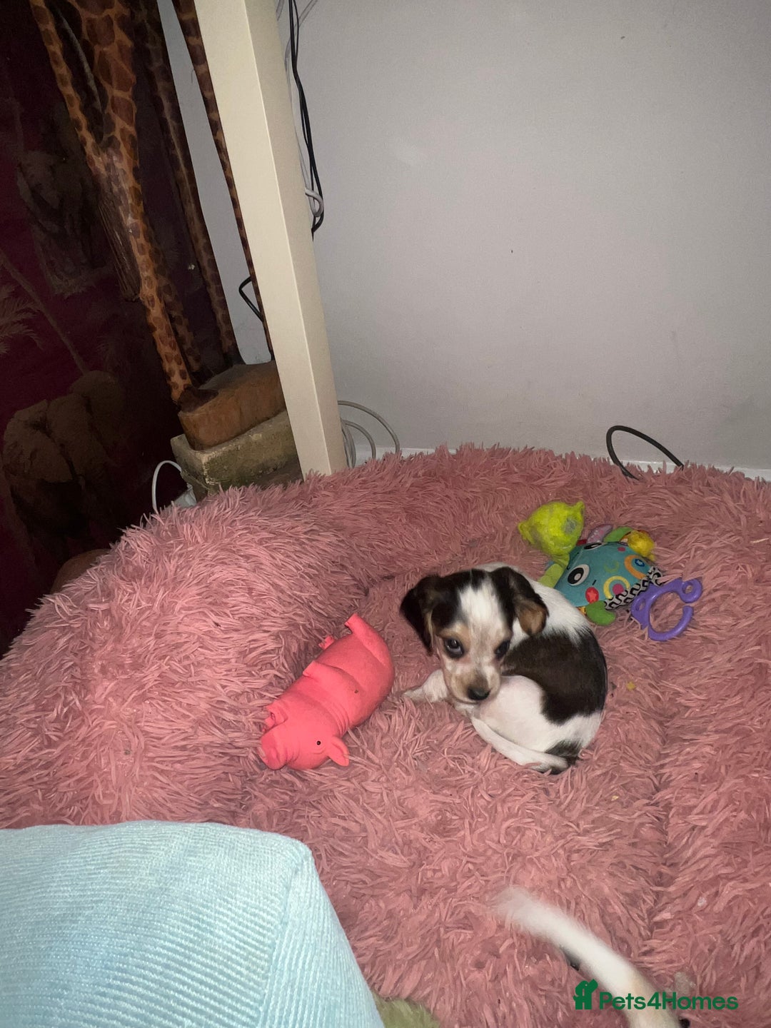 Cocker Spaniel dogs for sale: Show type cocker spaniel puppies - Advert 4