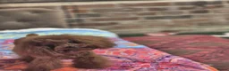 Toy Poodle dogs for sale: Toy x Asian tiny dark red poodle  - Advert 6