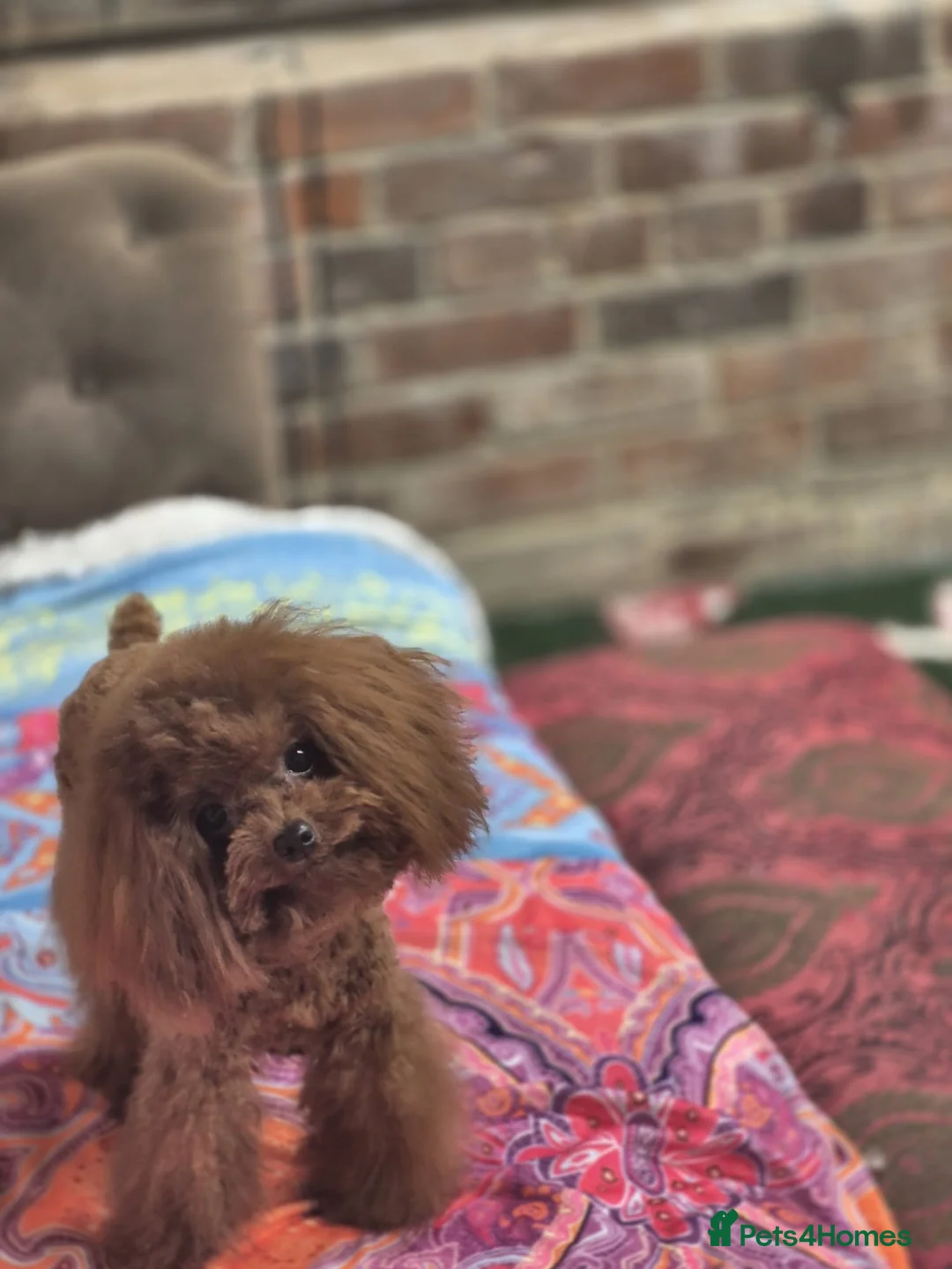 Toy Poodle dogs for sale: Toy x Asian tiny dark red poodle  - Advert 6