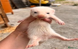 Ferret rodents for sale: Ferret Kits - Image 7