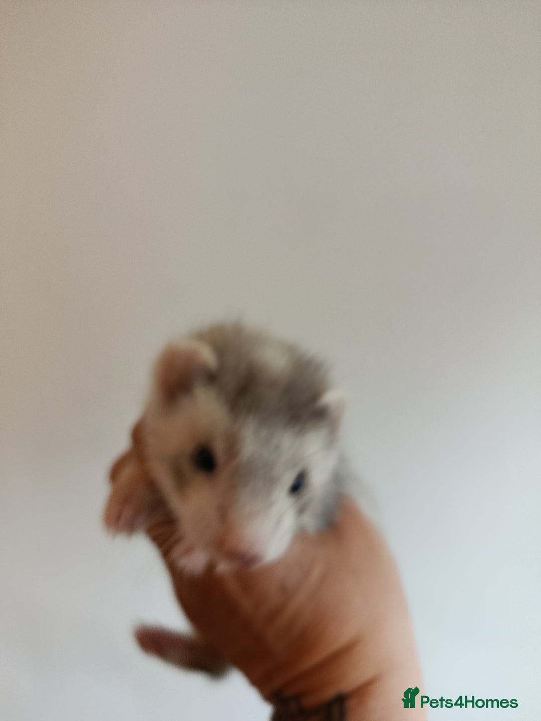 Ferret rodents for sale: Baby ferrets for sale ready to go - Image 2