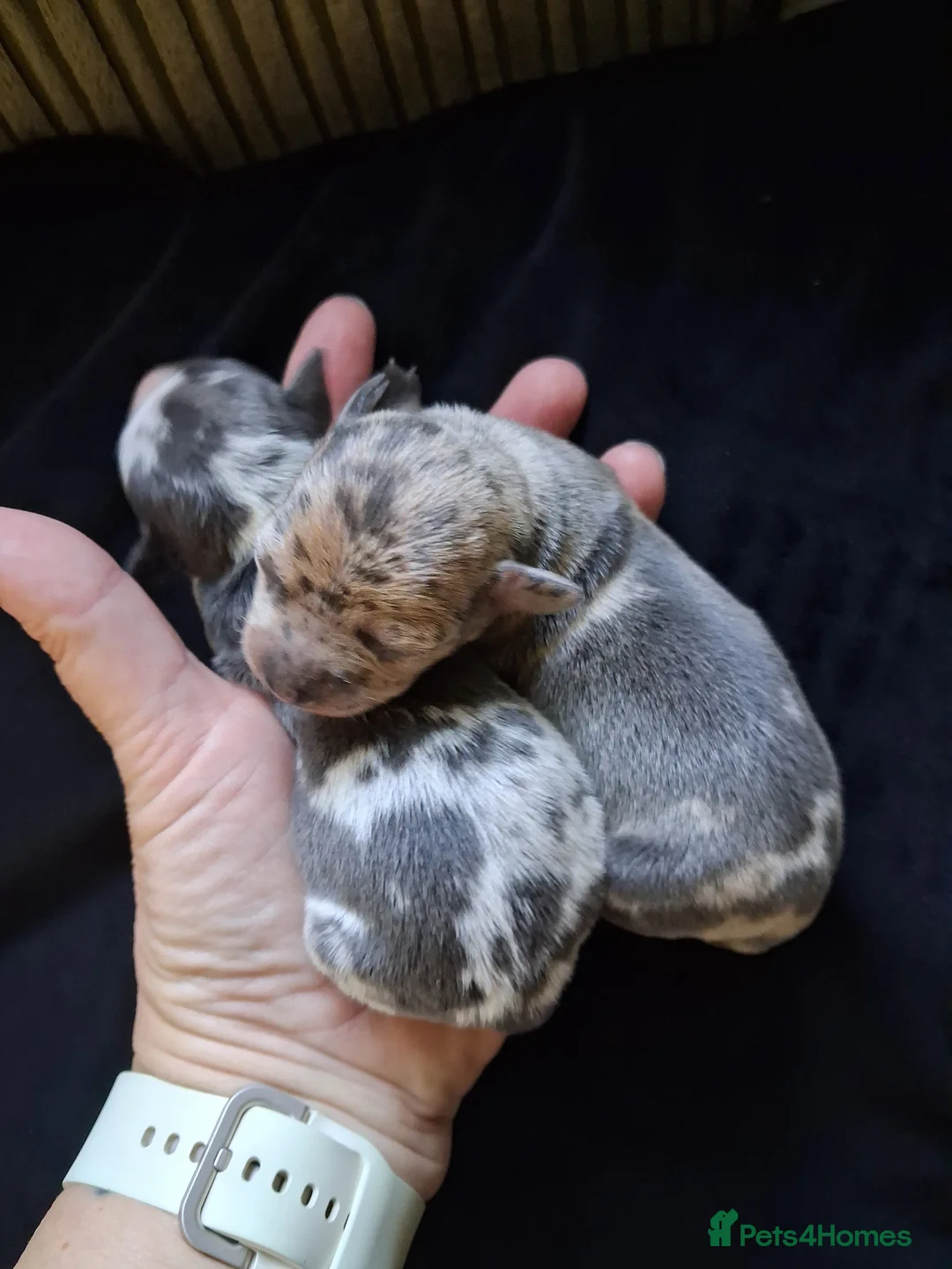 Chihuahua dogs for sale: 2 beautiful chihuahua merle girls - Advert 19