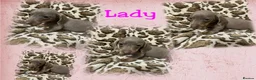 Dachshund dogs for sale: 🩷Amazing dachshund puppies🩷 - Advert 27