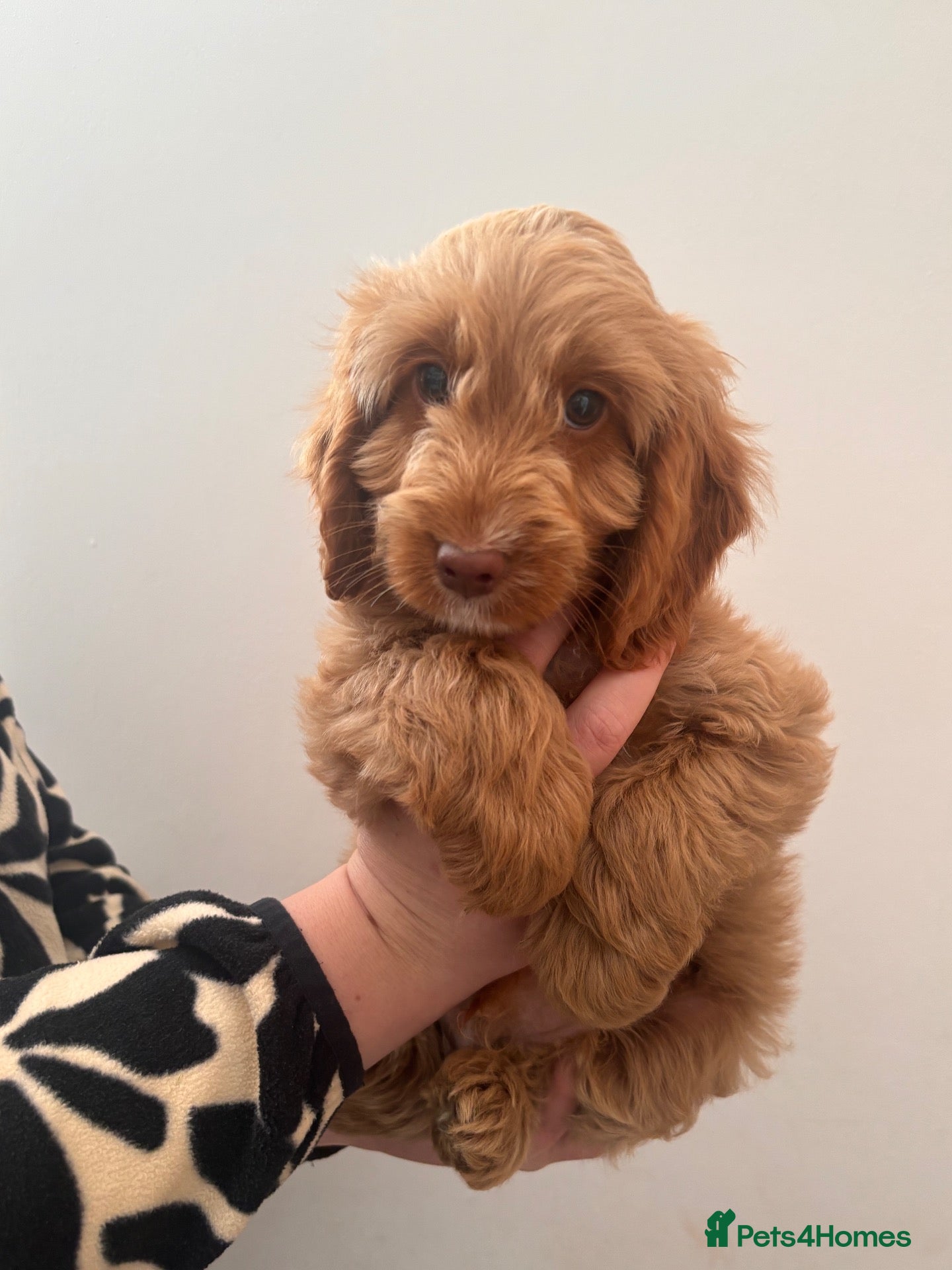 Cockapoo dogs Beautiful F1 Cockapoos ONE Boy available  - Advert 1