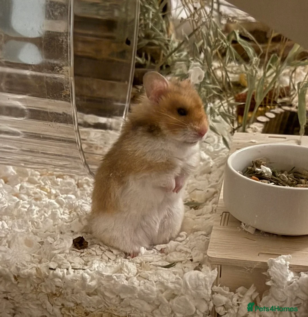 Hamster rodents for sale: Syrian Hamster in Melton Mowbray - Advert 2