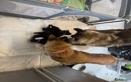 Akita dogs for sale: Bear face American akita puppy for sale  - Image 12