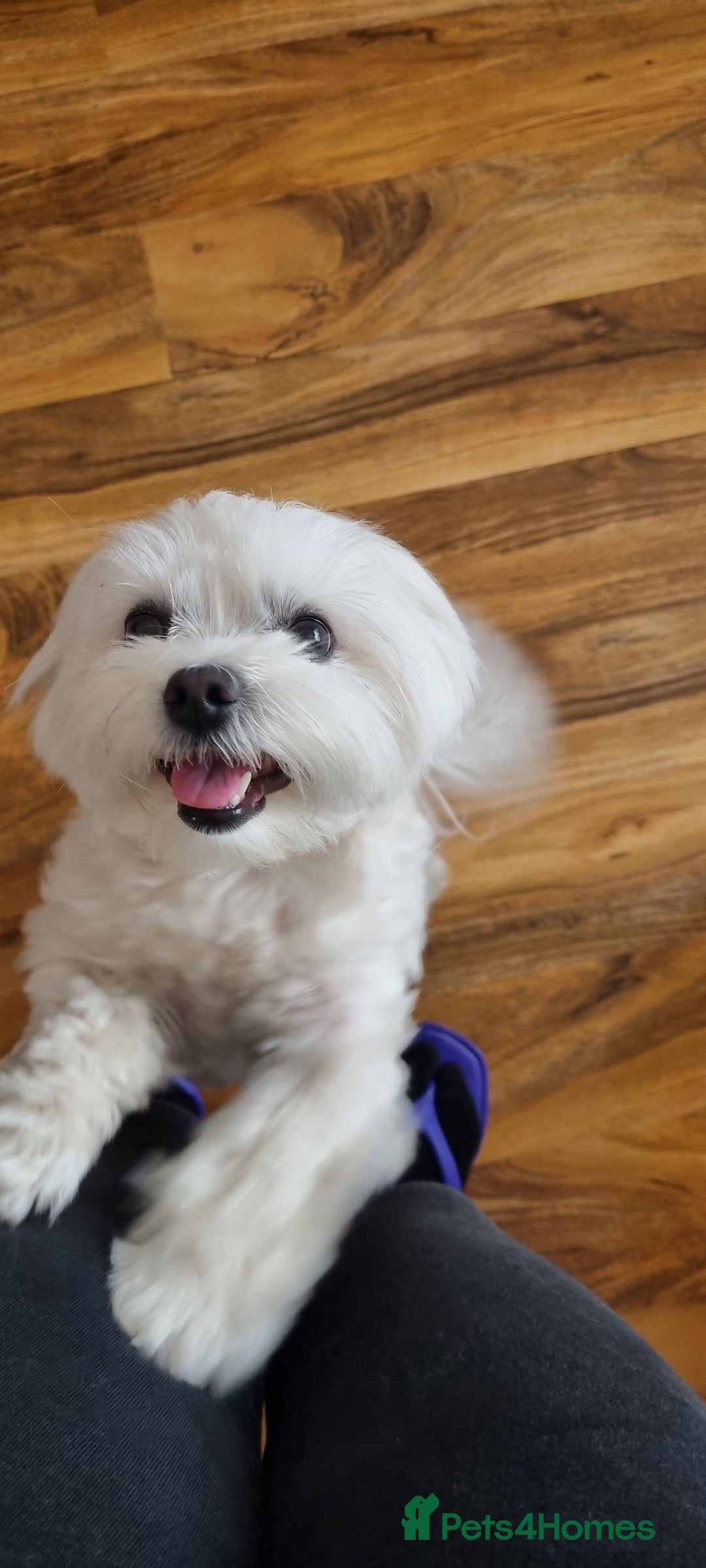 Maltese dogs for stud: Maltese for STUD - Advert 1