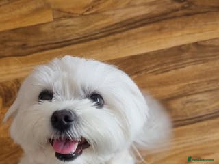 Maltese dogs Maltese for STUD - Advert 1