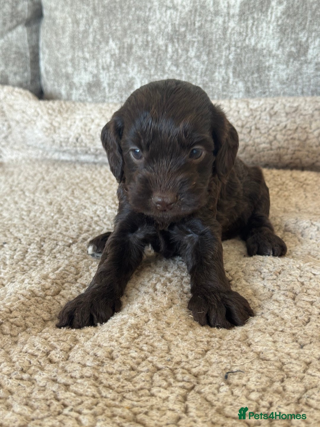 Cockapoo dogs for sale: BEAUTIFUL MERLE COCKER POO PUPPIES, HEALTH TESTED - Image 17