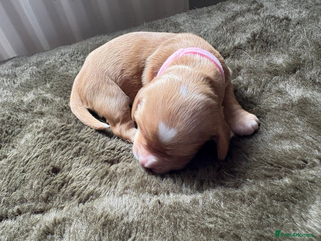 Cocker Spaniel dogs for sale: litter of 6 pedigree cocker spaniel puppies. - Image 11