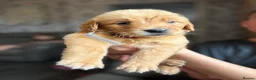 Golden Retriever dogs for sale: Beautiful golden retriever puppies  - Advert 7