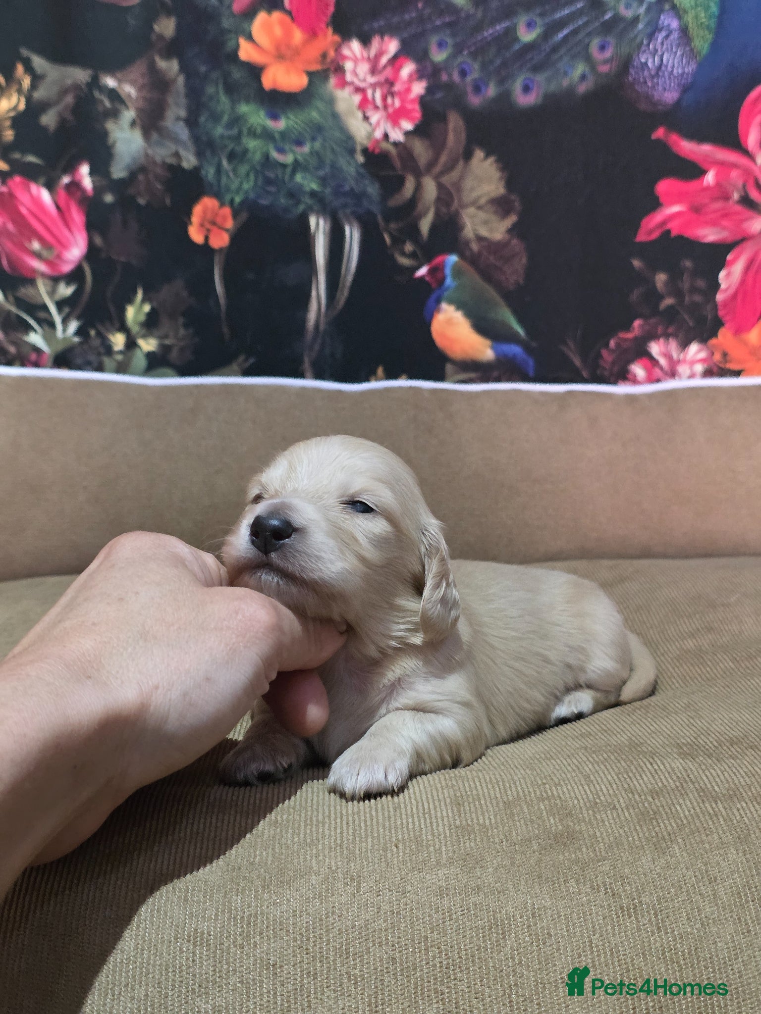 Miniature Dachshund dogs Cream Miniature long-haired  - Advert 6