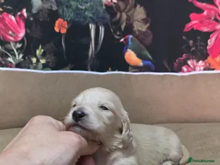 Miniature Dachshund dogs Cream Miniature long-haired - Advert 12