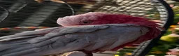 Cockatoo birds for sale: Elvis the outstanding Galah Cockatoo in Billingham - Advert 5